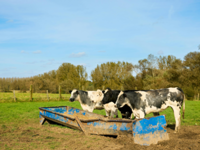 Eficiência e sustentabilidade no campo: João Eustáquio De Almeida Junior analisa como a Integração Lavoura-Pecuária otimiza resultados em fazendas de grande porte.