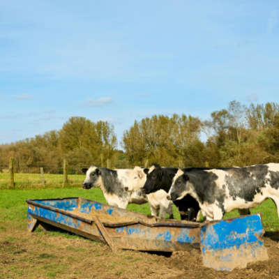 Eficiência e sustentabilidade no campo: João Eustáquio De Almeida Junior analisa como a Integração Lavoura-Pecuária otimiza resultados em fazendas de grande porte.