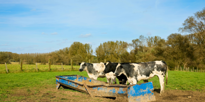 Eficiência e sustentabilidade no campo: João Eustáquio De Almeida Junior analisa como a Integração Lavoura-Pecuária otimiza resultados em fazendas de grande porte.