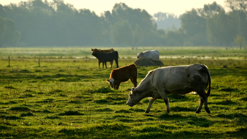 Integração Lavoura-Pecuária como estratégia produtiva, segundo João Eustáquio De Almeida Junior, alia desempenho económico e uso responsável dos recursos no agronegócio em larga escala.