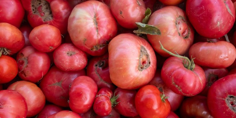 Close de tomates variados, com formas e texturas naturais, expostos em uma banca de feira.