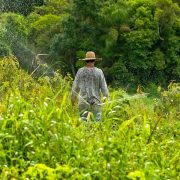 Agricultor de chapéu de palha cuida de uma plantação verde em um campo rural.