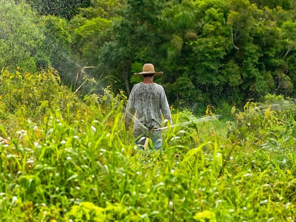 Agricultor de chapéu de palha cuida de uma plantação verde em um campo rural.