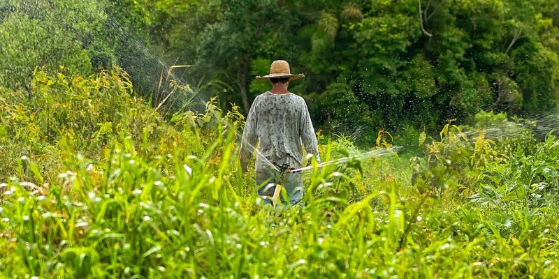 Agricultor de chapéu de palha cuida de uma plantação verde em um campo rural.