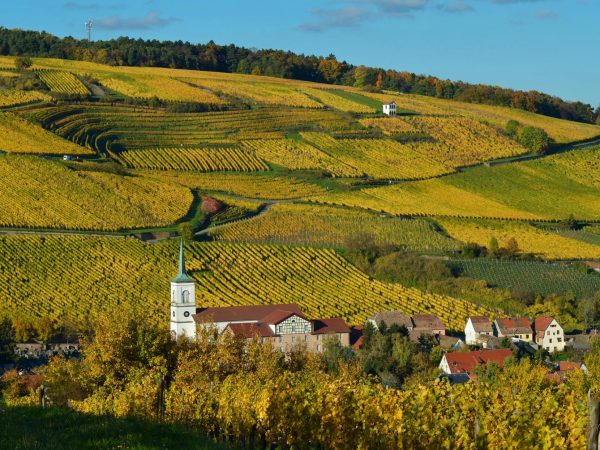 Vinhedos da Alsácia entre árvores com folhagem de outono e uma aldeia ao fundo, em paisagem de colinas.