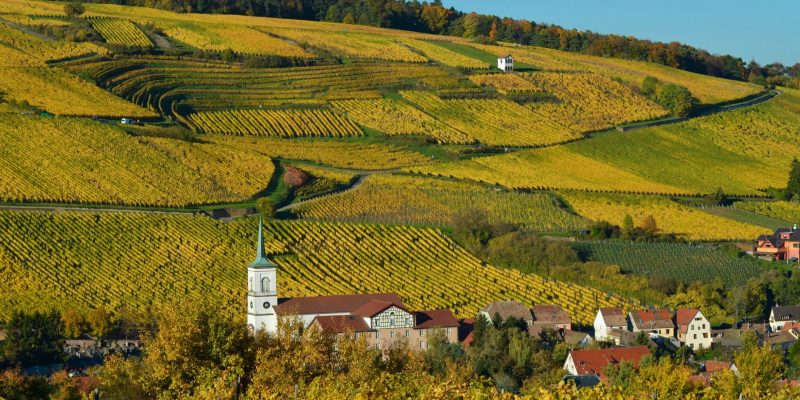 Vinhedos da Alsácia entre árvores com folhagem de outono e uma aldeia ao fundo, em paisagem de colinas.
